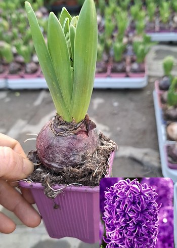 Sümbül Soğanı Saksıda - Görsel 4