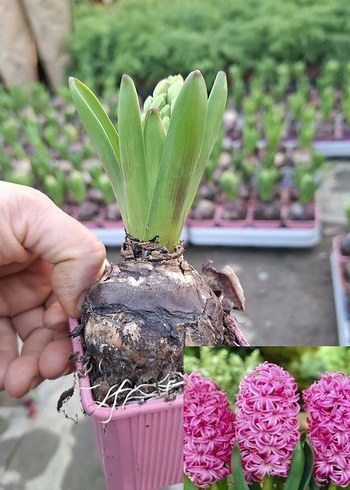 Sümbül Soğanı Saksıda - Görsel 2