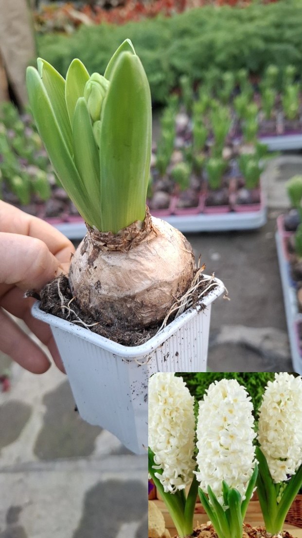 Sümbül Soğanı Saksıda - Görsel 5