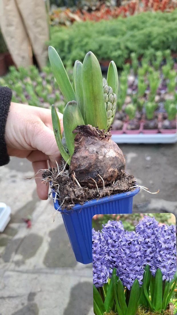 Sümbül Soğanı Saksıda - Görsel 3