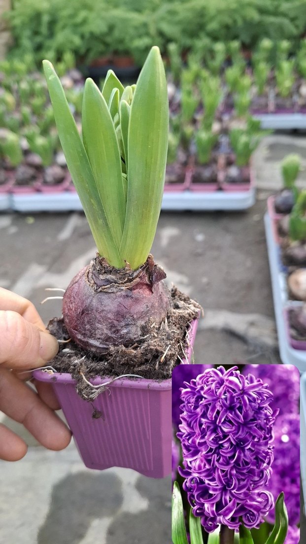 Sümbül Soğanı Saksıda - Görsel 4