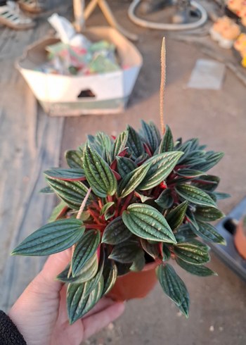 peperomia - Görsel 3