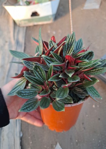 peperomia - Görsel 2