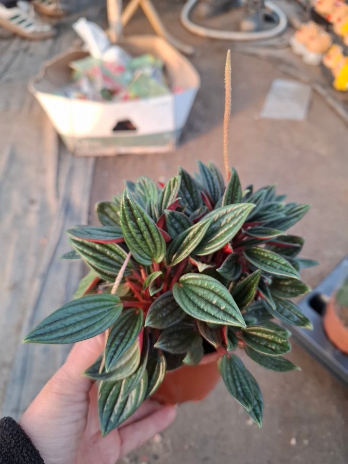 peperomia - Görsel 3