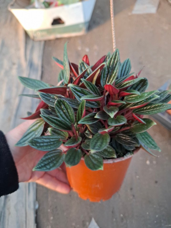 peperomia - Görsel 2