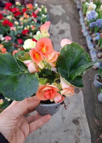 gül begonya - Görsel 6