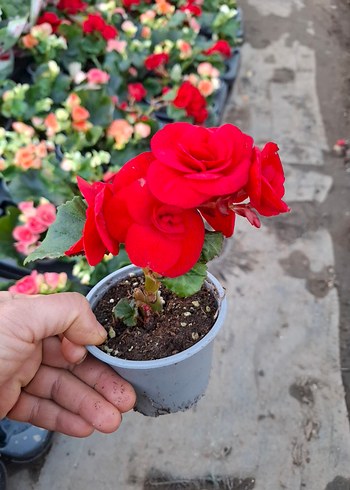 gül begonya - Görsel 2