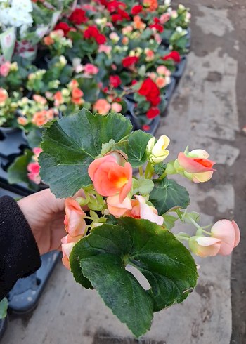 gül begonya - Görsel 5