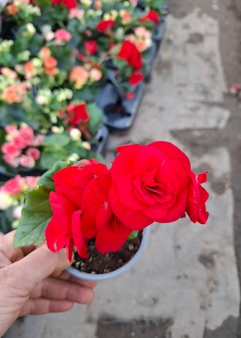 gül begonya - Görsel 3