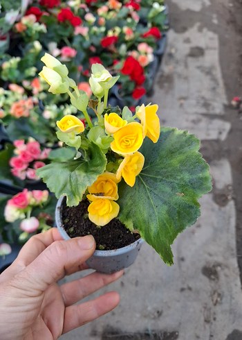 gül begonya - Görsel 4