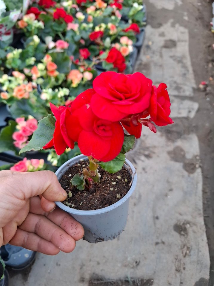 gül begonya - Görsel 2