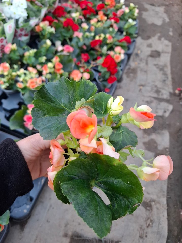 gül begonya - Görsel 5