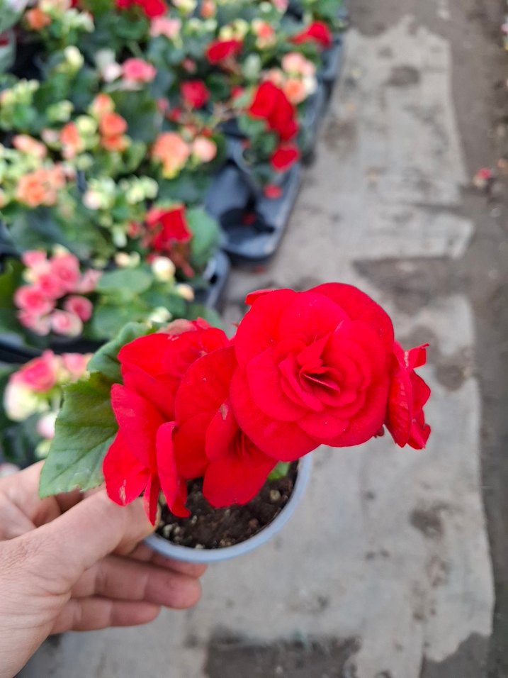 gül begonya - Görsel 3