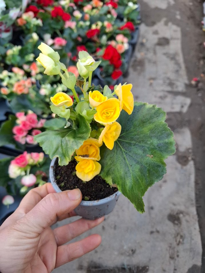 gül begonya - Görsel 4