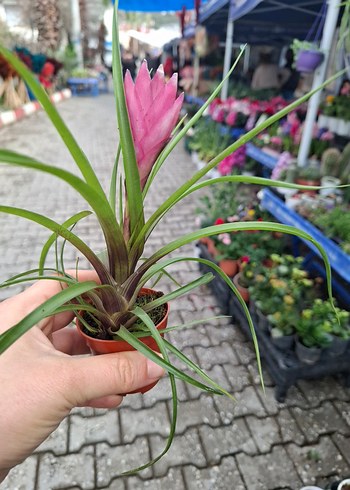 Tillandsia (hava bitkisi) - Görsel 2