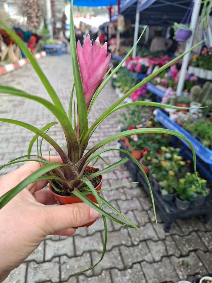 Tillandsia (hava bitkisi) - Görsel 2