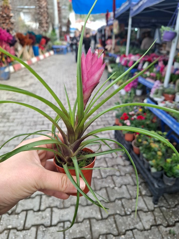 Tillandsia (hava bitkisi) - Görsel 3