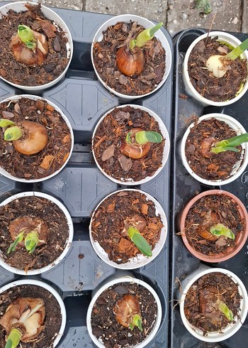 nergis soğanıdır - Görsel 5