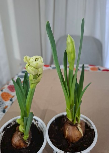 nergis soğanıdır - Görsel 3