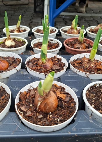 nergis soğanıdır - Görsel 4