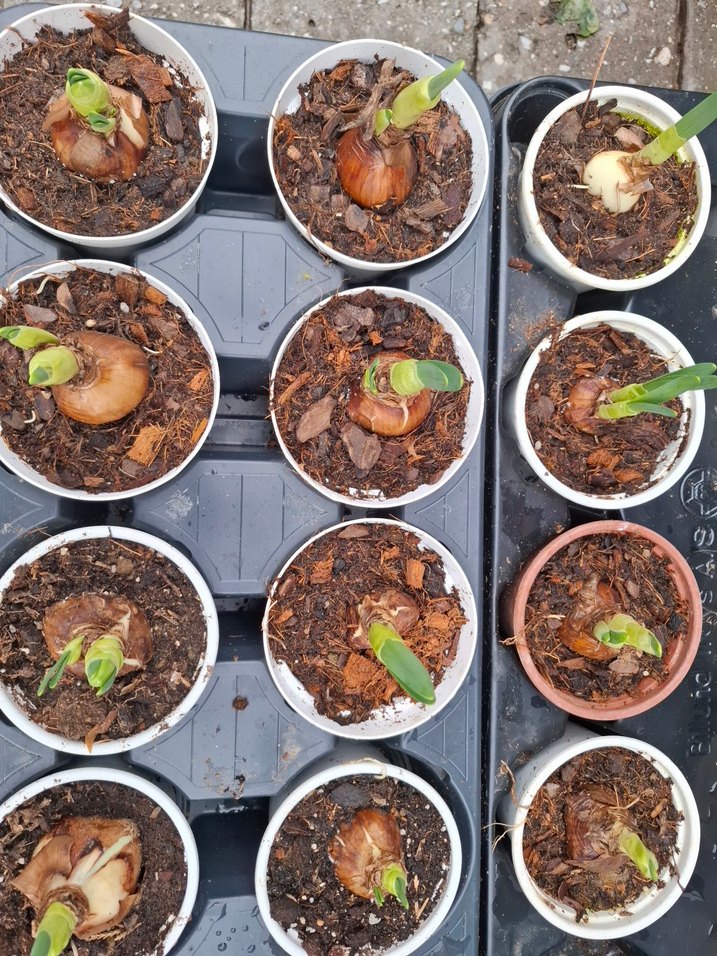 nergis soğanıdır - Görsel 5