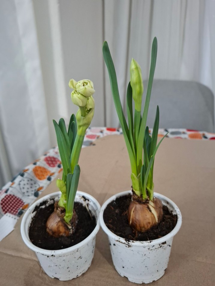 nergis soğanıdır - Görsel 2