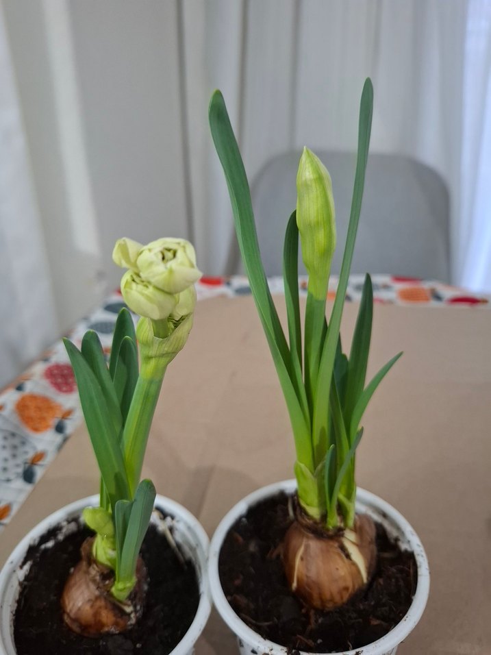 nergis soğanıdır - Görsel 3