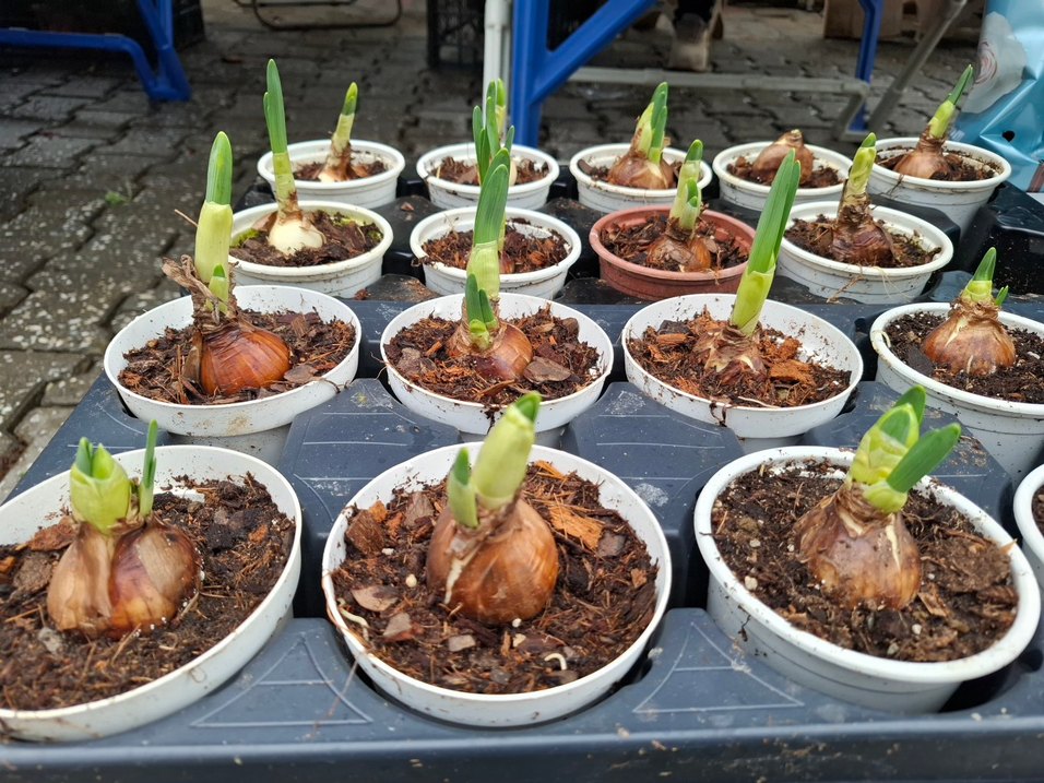 nergis soğanıdır - Görsel 4