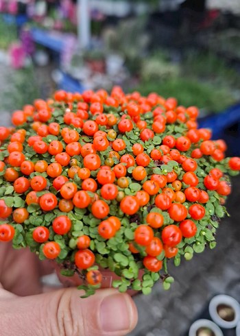 Nertera ( aşkın gözyaşı, Arap saçı) - Görsel 2