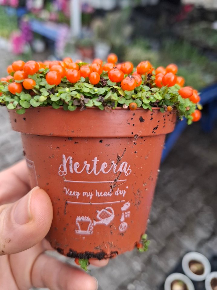 Nertera ( aşkın gözyaşı, Arap saçı) - Görsel 3