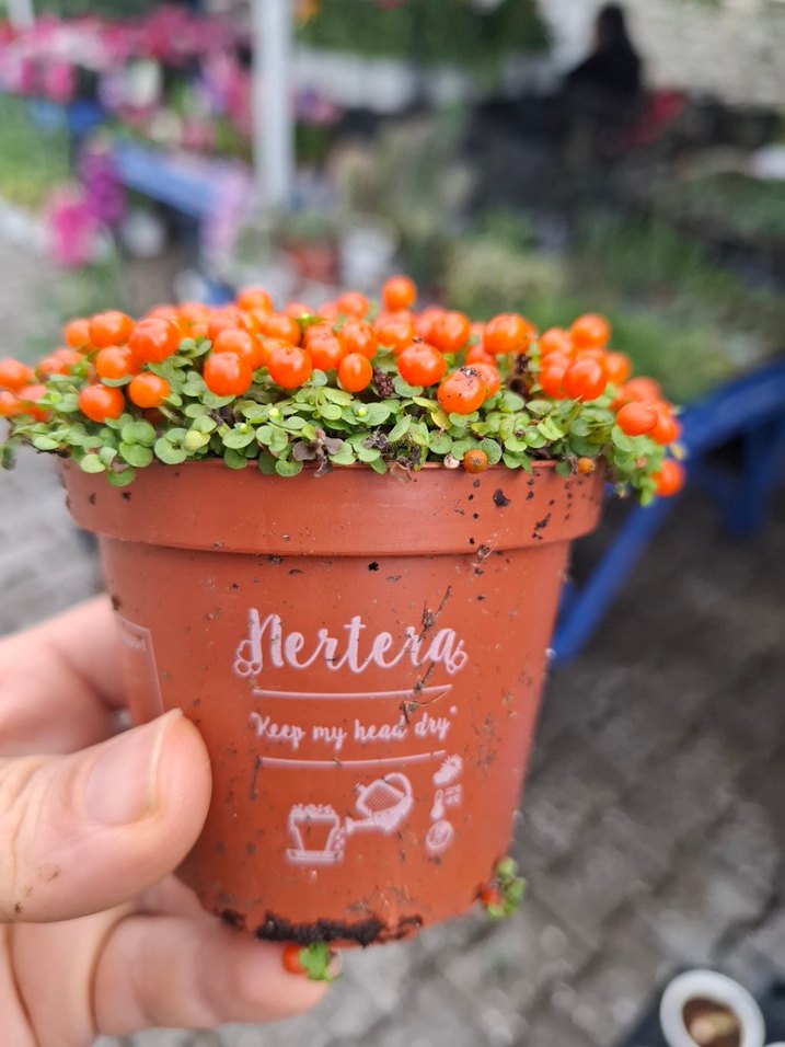 Nertera ( aşkın gözyaşı, Arap saçı) - Görsel 4