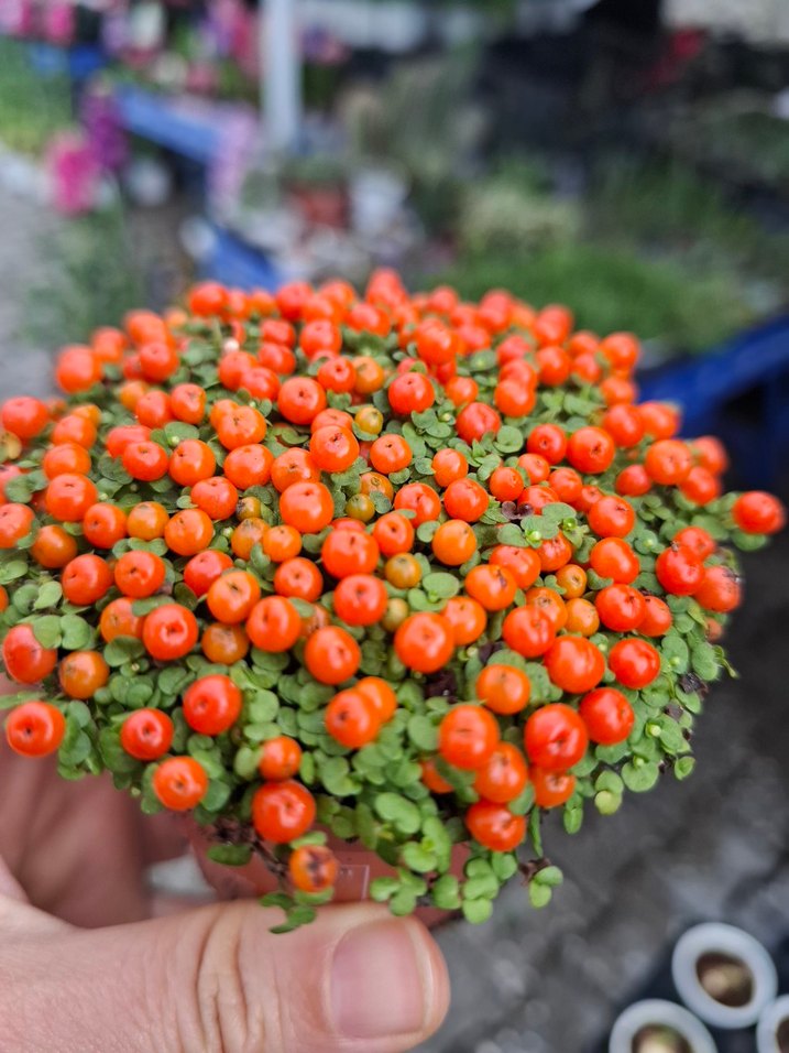 Nertera ( aşkın gözyaşı, Arap saçı) - Görsel 2