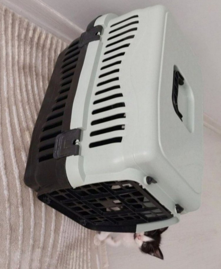 Gri-Beyaz Plastik Taşıma Kabı - Görsel 2