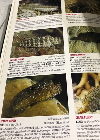 Tropikal Pasifik Resif Balıkları Rehberi - Görsel 3