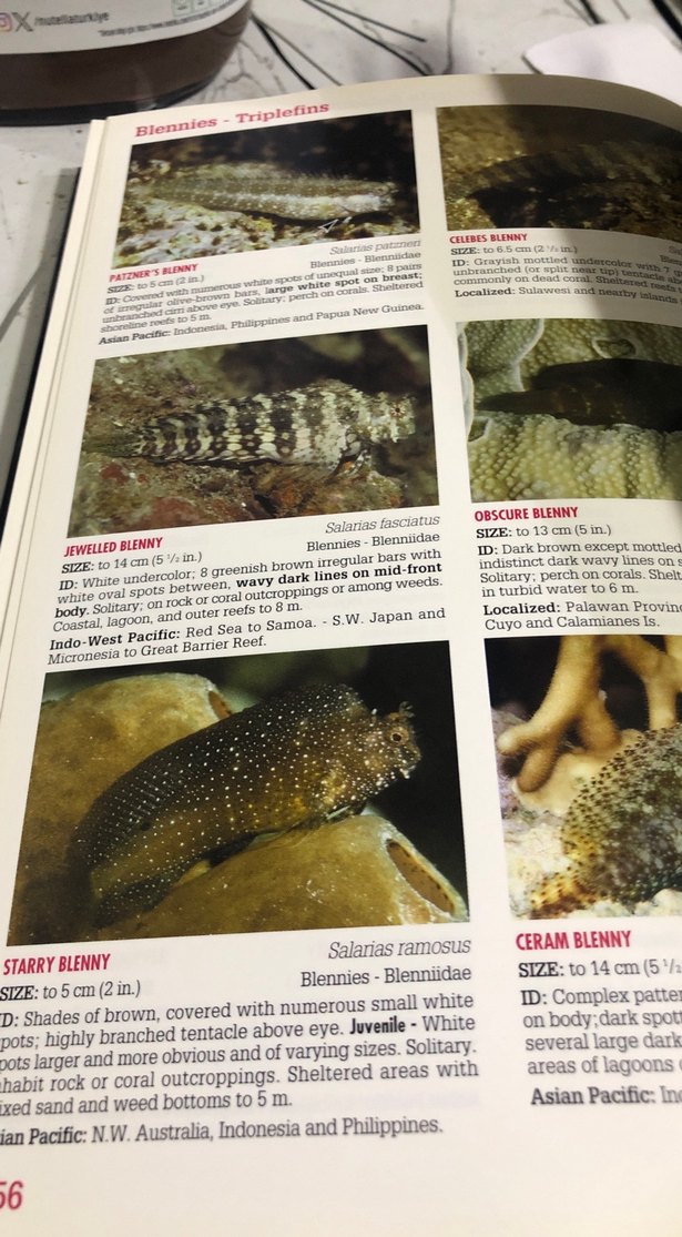 Tropikal Pasifik Resif Balıkları Rehberi - Görsel 3