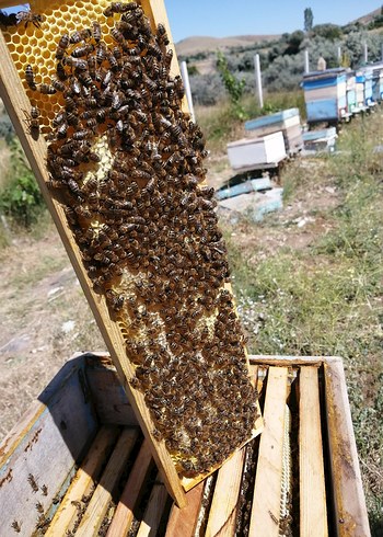 Süzme bal 1 kg - Görsel 2