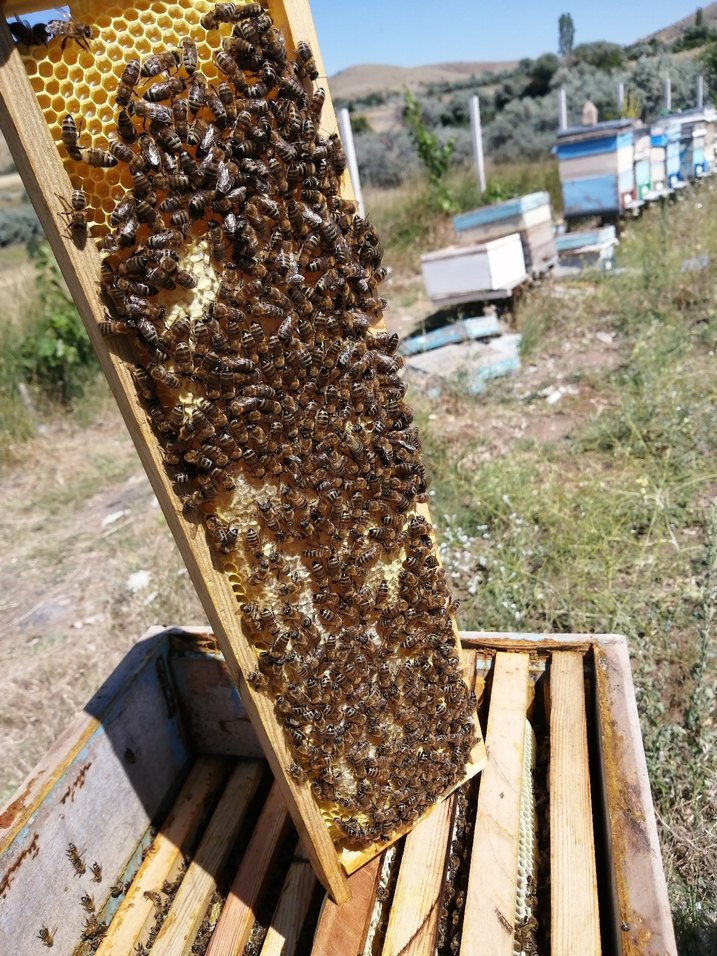 Süzme bal 1 kg - Görsel 2