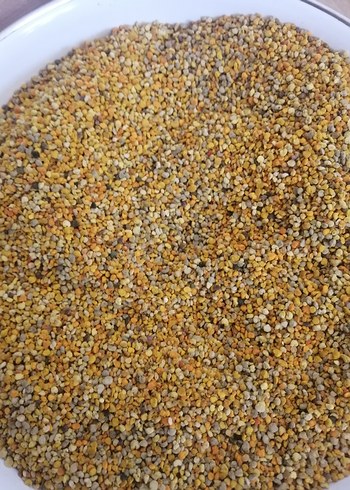 Polen taze kuru polen 1kg - Görsel 6