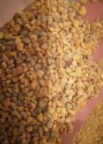 Polen taze kuru polen 1kg - Görsel 3