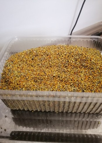 Polen taze kuru polen 1kg - Görsel 5