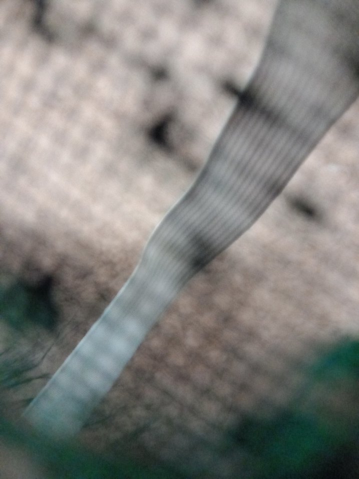 therian maskesi calico cat - Görsel 5