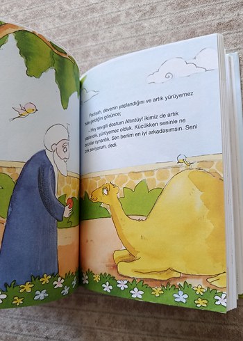 Hurma Fidanları - Mürselin Zengin