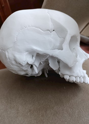 Beyaz Kafatası Model Kiti - Görsel 5