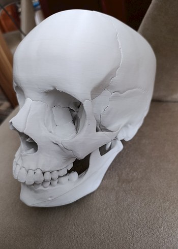 Beyaz Kafatası Model Kiti - Görsel 3