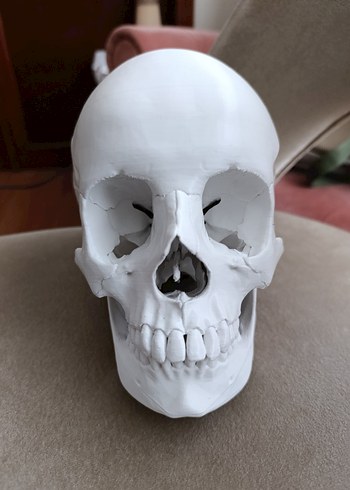 Beyaz Kafatası Model Kiti - Görsel 4