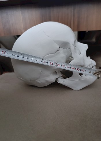 Beyaz Kafatası Model Kiti - Görsel 9