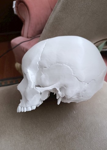 Beyaz Kafatası Model Kiti - Görsel 6