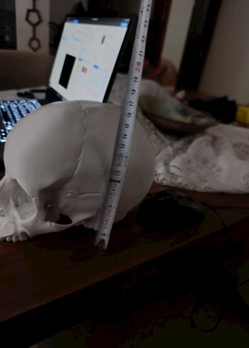 Beyaz Kafatası Model Kiti - Görsel 12