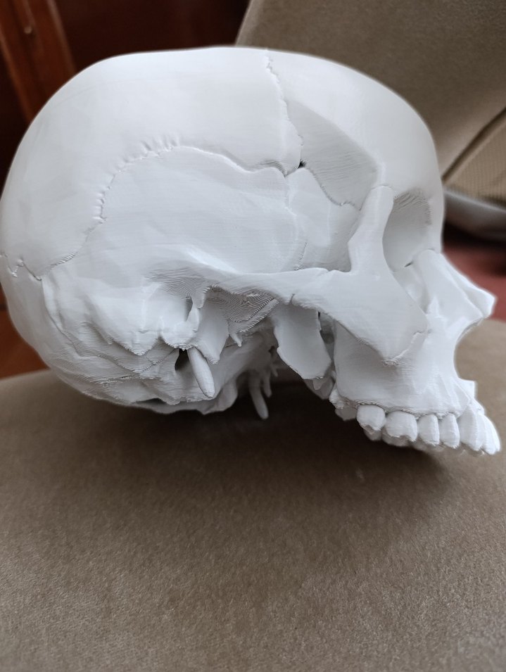 Beyaz Kafatası Model Kiti - Görsel 5