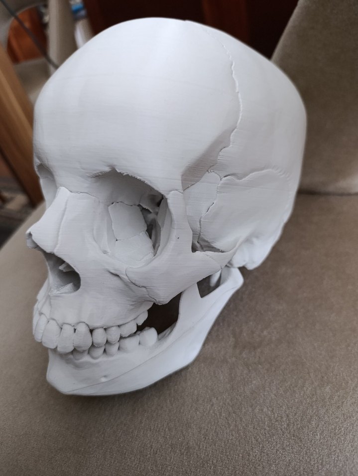 Beyaz Kafatası Model Kiti - Görsel 3